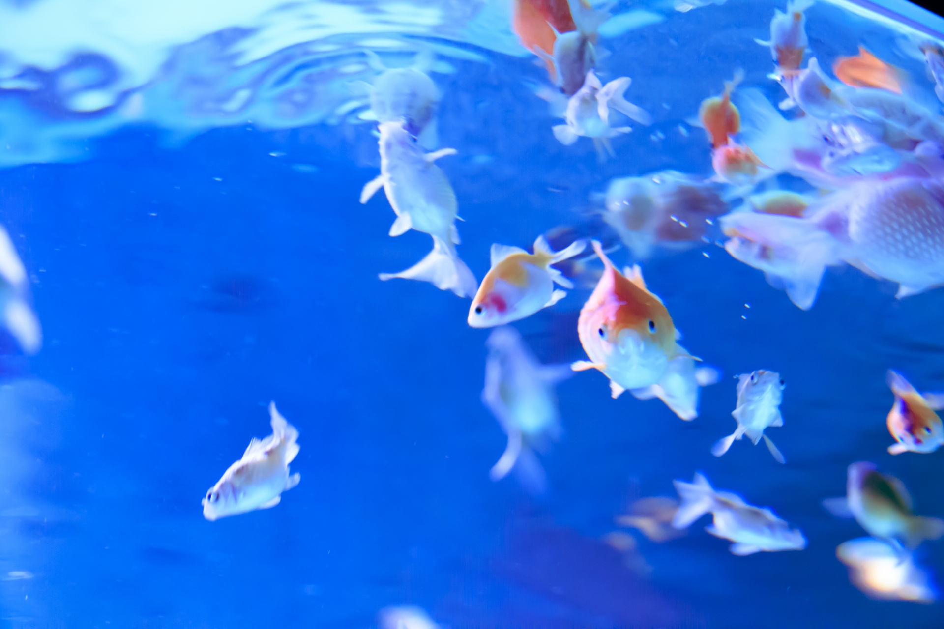金魚の産卵の兆候の見分け方 繁殖行動 産卵 孵化について解説 ヨミビト